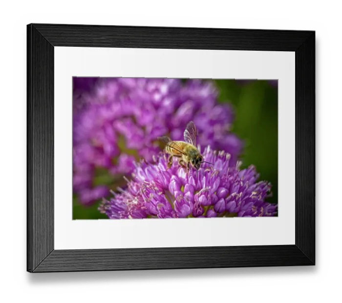 Framed Print : USA, Colorado, Fort Collins. Honey bee on allium flower. Credit as Fred Lord / Jaynes Gallery / DanitaDelimont.com Framed Print : USA, Colorado, Fort Collins. Honey bee on allium flower. Credit as Fred Lord / Jaynes Gallery / DanitaDelimont.com