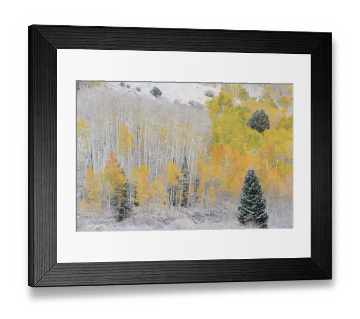 Framed Print : USA, Colorado, Uncompahgre National Forest. Snow on forest in autumn. ©Don Grall  /  Jaynes Gallery  /  DanitaDelimont.com