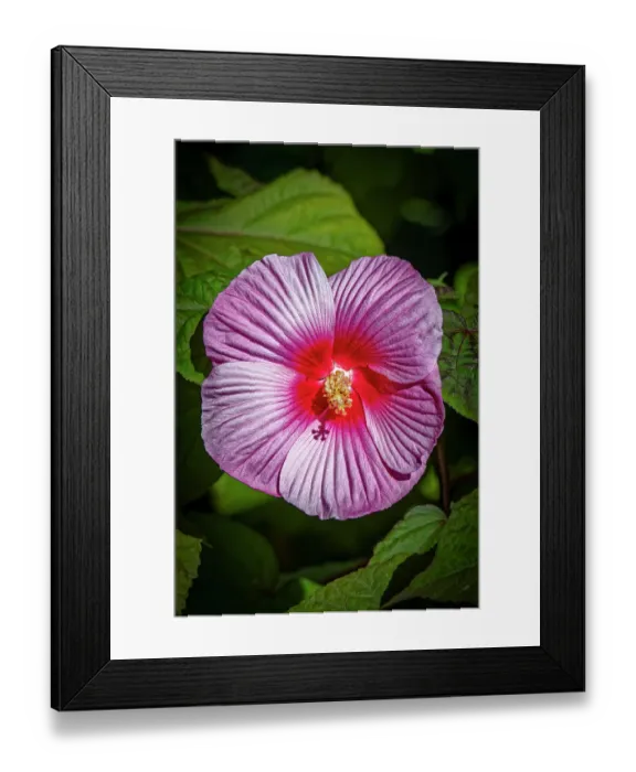 Framed Print : USA, Colorado, Fort Collins. Close-up of hibiscus flower. Credit as Fred Lord / Jaynes Gallery / DanitaDelimont.com Framed Print : USA, Colorado, Fort Collins. Close-up of hibiscus flower. Credit as Fred Lord / Jaynes Gallery / DanitaDelimont.com