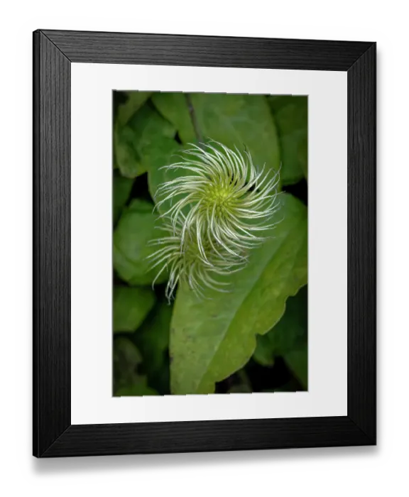 Framed Print : USA, Colorado, Fort Collins. Close-up of exotic flower. Credit as Fred Lord / Jaynes Gallery / DanitaDelimont.com Framed Print : USA, Colorado, Fort Collins. Close-up of exotic flower. Credit as Fred Lord / Jaynes Gallery / DanitaDelimont.com