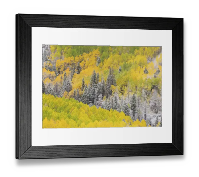 Framed Print : USA, Colorado, Uncompahgre National Forest. Snow on autumn forest landscape. ©Don Grall / Jaynes Gallery / DanitaDelimont.com Framed Print : USA, Colorado, Uncompahgre National Forest. Snow on autumn forest landscape. ©Don Grall / Jaynes Gallery / DanitaDelimont.com