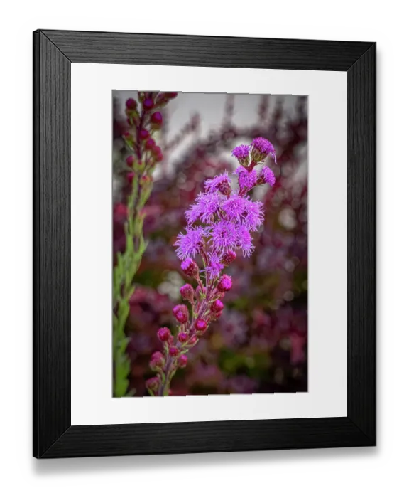 Framed Print : USA, Colorado, Fort Collins. Close-up of purple flowers. Credit as Fred Lord  /  Jaynes Gallery  /  DanitaDelimont.com