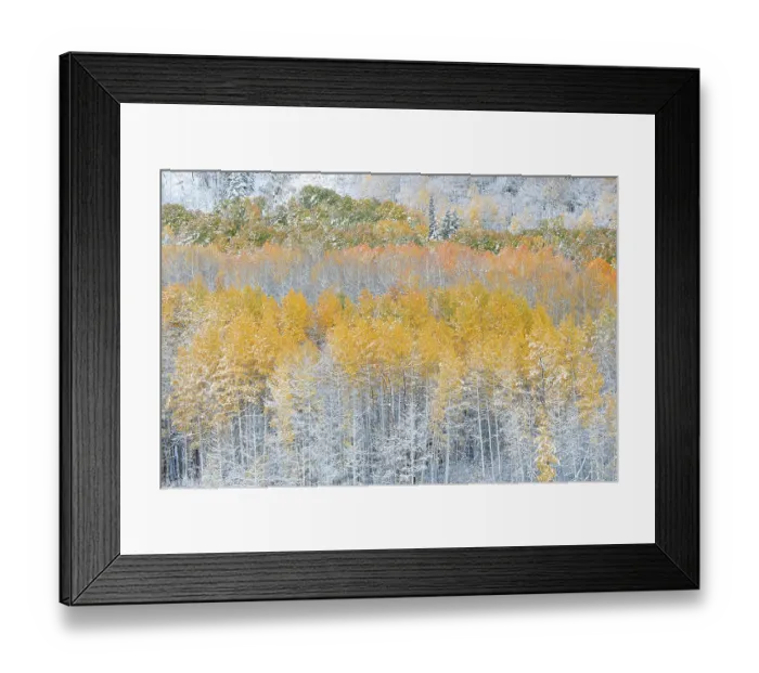 Framed Print : USA, Colorado, Gunnison National Forest. Snow-covered forest in autumn. ©Don Grall  /  Jaynes Gallery  /  DanitaDelimont.com