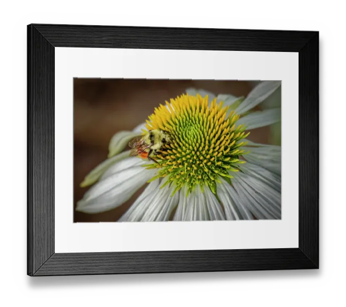Framed Print : USA, Colorado, Fort Collins. Bumblebee on echinacea flower. Credit as Fred Lord  /  Jaynes Gallery  /  DanitaDelimont.com