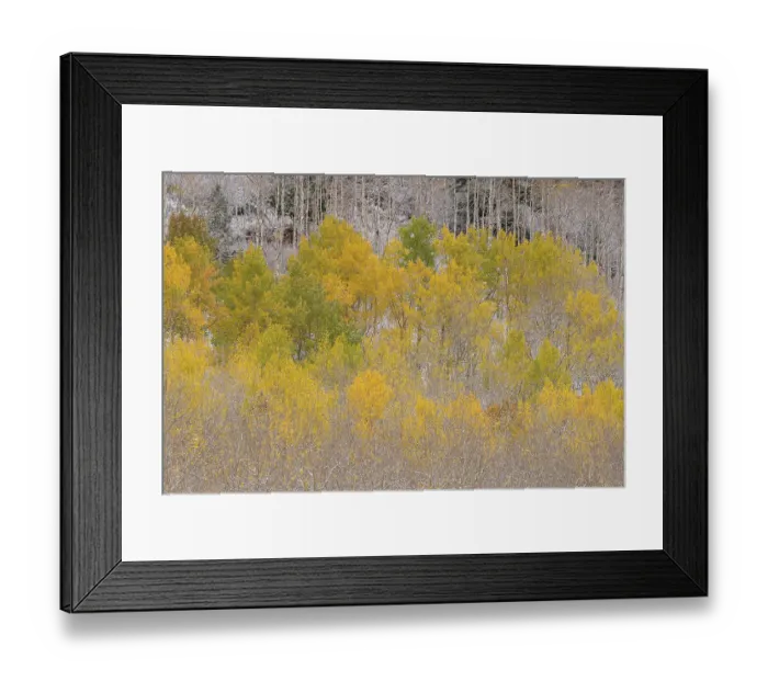 Framed Print : USA, Colorado, Uncompahgre National Forest. Snow on autumn forest landscape. ©Don Grall  /  Jaynes Gallery  /  DanitaDelimont.com