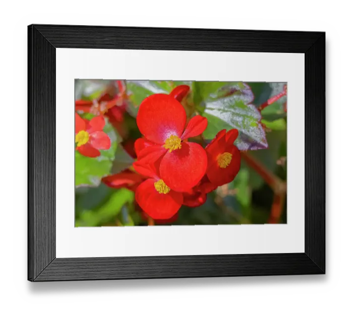 Framed Print : USA, Colorado, Fort Collins. Begonia flowers close-up. Credit as Fred Lord / Jaynes Gallery / DanitaDelimont.com Framed Print : USA, Colorado, Fort Collins. Begonia flowers close-up. Credit as Fred Lord / Jaynes Gallery / DanitaDelimont.com