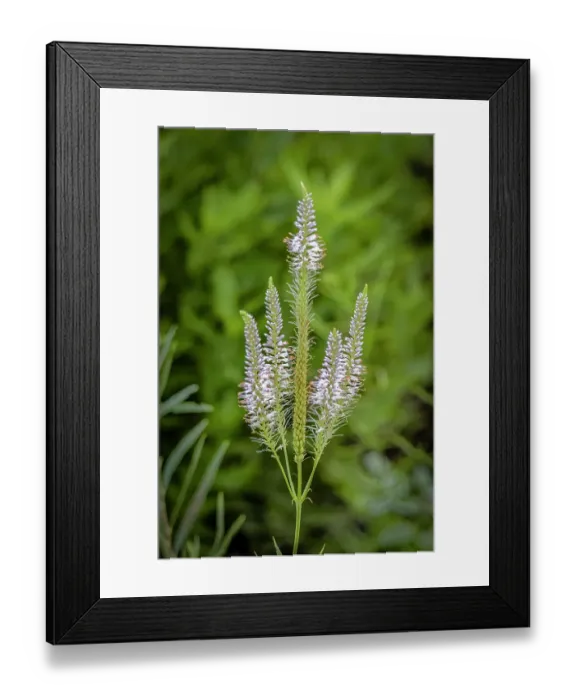 Framed Print : USA, Colorado, Fort Collins. Flower close-up. Credit as Fred Lord / Jaynes Gallery / DanitaDelimont.com Framed Print : USA, Colorado, Fort Collins. Flower close-up. Credit as Fred Lord / Jaynes Gallery / DanitaDelimont.com