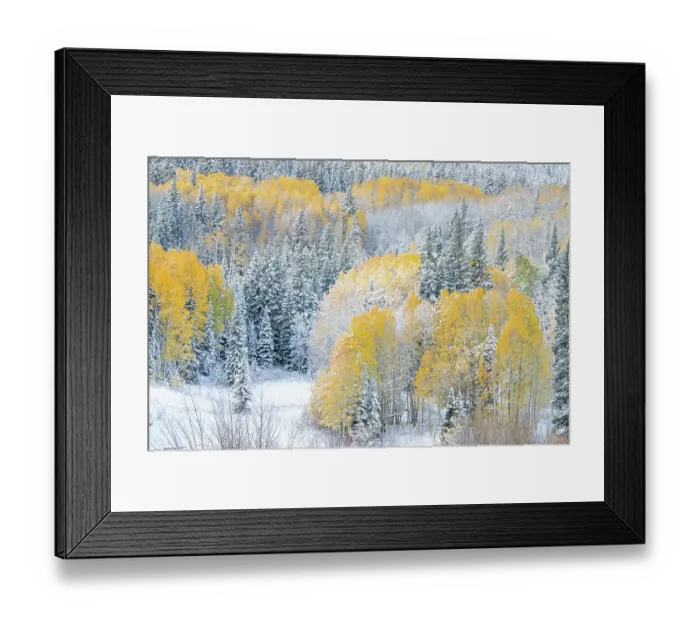 Framed Print : USA, Colorado, Gunnison National Forest. Snow-covered forest in autumn. ©Don Grall / Jaynes Gallery / DanitaDelimont.com Framed Print : USA, Colorado, Gunnison National Forest. Snow-covered forest in autumn. ©Don Grall / Jaynes Gallery / DanitaDelimont.com