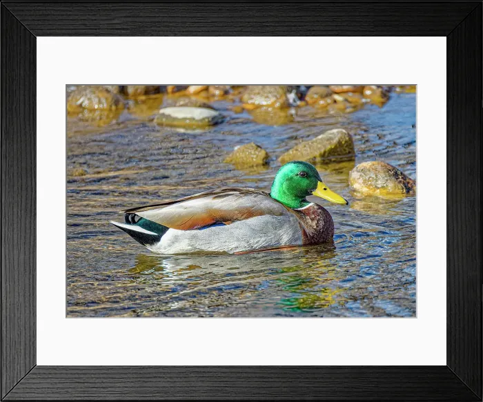 Framed Print : USA, Colorado, Fort Collins. American mallard duck in water. Credit as Fred Lord / Jaynes Gallery / DanitaDelimont.com Framed Print : USA, Colorado, Fort Collins. American mallard duck in water. Credit as Fred Lord / Jaynes Gallery / DanitaDelimont.com