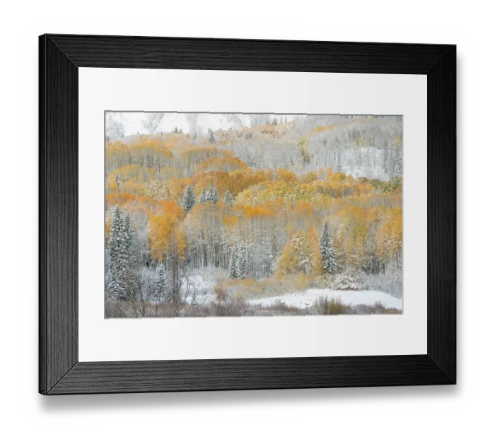 Framed Print : USA, Colorado, Gunnison National Forest. Snow-covered forest in autumn. ©Don Grall / Jaynes Gallery / DanitaDelimont.com Framed Print : USA, Colorado, Gunnison National Forest. Snow-covered forest in autumn. ©Don Grall / Jaynes Gallery / DanitaDelimont.com