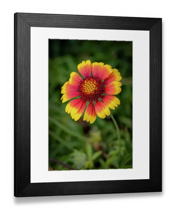 Framed Print : USA, Colorado, Fort Collins. Gaillardia flower close-up. Credit as Fred Lord / Jaynes Gallery / DanitaDelimont.com Framed Print : USA, Colorado, Fort Collins. Gaillardia flower close-up. Credit as Fred Lord / Jaynes Gallery / DanitaDelimont.com