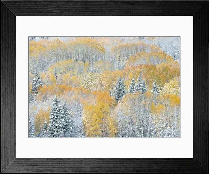 Framed Print : USA, Colorado, Gunnison National Forest. Snow-covered forest in autumn. ©Don Grall  /  Jaynes Gallery  /  DanitaDelimont.com