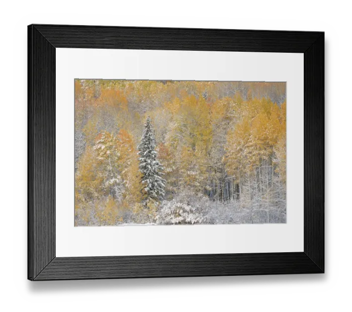 Framed Print : USA, Colorado, Gunnison National Forest. Snow-covered forest in autumn. ©Don Grall  /  Jaynes Gallery  /  DanitaDelimont.com
