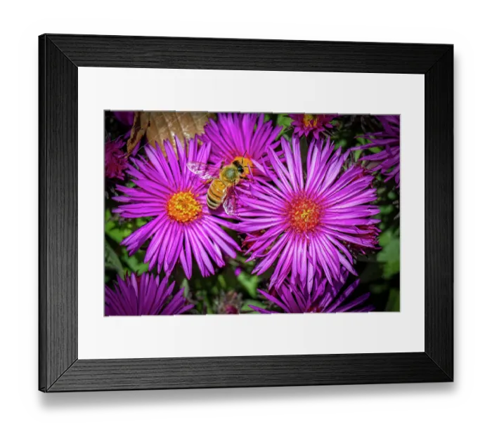 Framed Print : USA, Colorado, Fort Collins. Honey bee on aster flowers. Credit as Fred Lord / Jaynes Gallery / DanitaDelimont.com Framed Print : USA, Colorado, Fort Collins. Honey bee on aster flowers. Credit as Fred Lord / Jaynes Gallery / DanitaDelimont.com