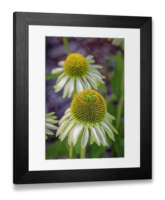 Framed Print : USA, Colorado, Fort Collins. Echinacea flower close-up. Credit as Fred Lord  /  Jaynes Gallery  /  DanitaDelimont.com