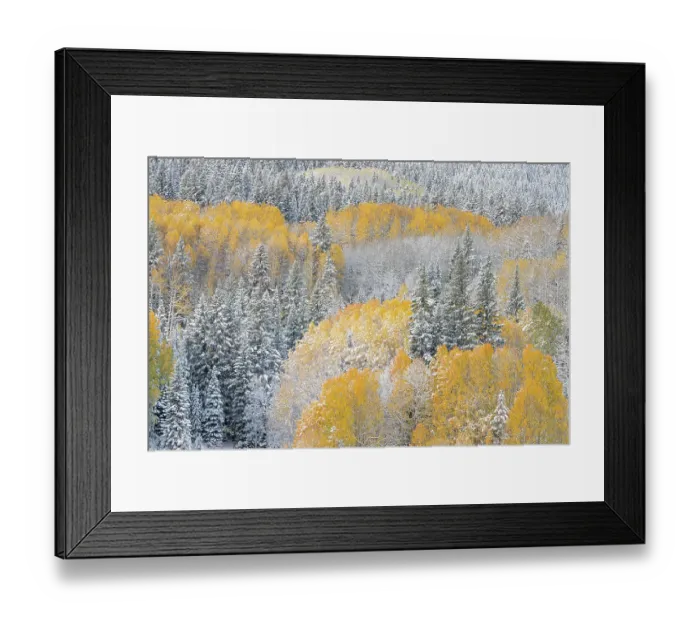 Framed Print : USA, Colorado, Gunnison National Forest. Snow-covered forest in autumn. ©Don Grall / Jaynes Gallery / DanitaDelimont.com Framed Print : USA, Colorado, Gunnison National Forest. Snow-covered forest in autumn. ©Don Grall / Jaynes Gallery / DanitaDelimont.com