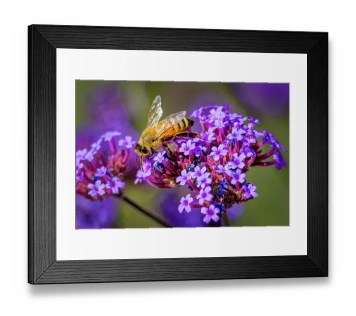 Framed Print : USA, Colorado, Fort Collins. Honey bee on verbena flowers. Credit as Fred Lord  /  Jaynes Gallery  /  DanitaDelimont.com
