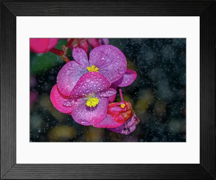 Framed Print : USA, Colorado, Fort Collins. Close-up of begonia flower. ©Fred Lord / Jaynes Gallery / DanitaDelimont.com Framed Print : USA, Colorado, Fort Collins. Close-up of begonia flower. ©Fred Lord / Jaynes Gallery / DanitaDelimont.com