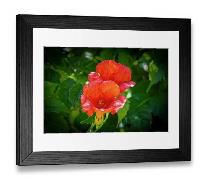 Framed Print : USA, Colorado, Fort Collins. Trumpet flower close-up. Credit as Fred Lord  /  Jaynes Gallery  /  DanitaDelimont.com