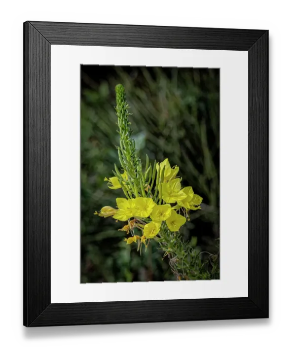Framed Print : USA, Colorado, Fort Collins. Close-up of yellow flowers. Credit as Fred Lord  /  Jaynes Gallery  /  DanitaDelimont.com
