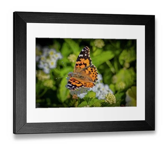 Framed Print : USA, Colorado, Fort Collins. Painted lady butterfly on flower. Credit as Fred Lord / Jaynes Gallery / DanitaDelimont.com Framed Print : USA, Colorado, Fort Collins. Painted lady butterfly on flower. Credit as Fred Lord / Jaynes Gallery / DanitaDelimont.com