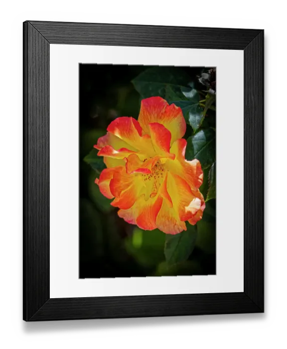 Framed Print : USA, Colorado, Fort Collins. Domestic rose flower close-up. Credit as Fred Lord  /  Jaynes Gallery  /  DanitaDelimont.com