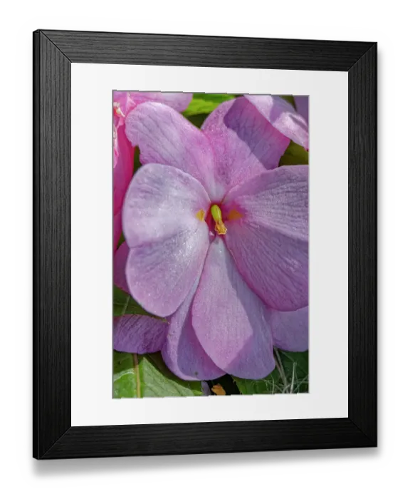 Framed Print : USA, Colorado, Fort Collins. Begonia flowers close-up. Credit as Fred Lord / Jaynes Gallery / DanitaDelimont.com Framed Print : USA, Colorado, Fort Collins. Begonia flowers close-up. Credit as Fred Lord / Jaynes Gallery / DanitaDelimont.com