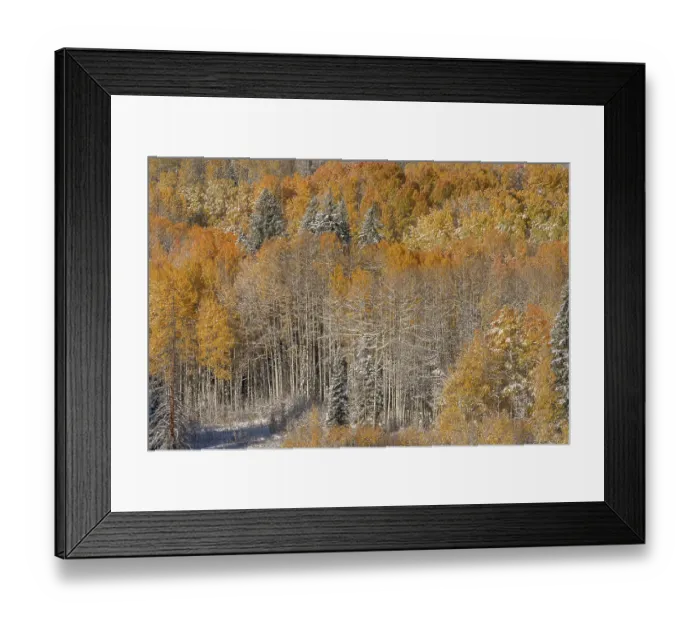 Framed Print : USA, Colorado, Gunnison National Forest. Snow-covered forest in autumn. ©Don Grall / Jaynes Gallery / DanitaDelimont.com Framed Print : USA, Colorado, Gunnison National Forest. Snow-covered forest in autumn. ©Don Grall / Jaynes Gallery / DanitaDelimont.com