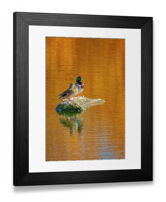 Framed Print : USA, Colorado, Fort Collins. Mallard duck pair on lake rock. Credit as Fred Lord / Jaynes Gallery / DanitaDelimont.com Framed Print : USA, Colorado, Fort Collins. Mallard duck pair on lake rock. Credit as Fred Lord / Jaynes Gallery / DanitaDelimont.com