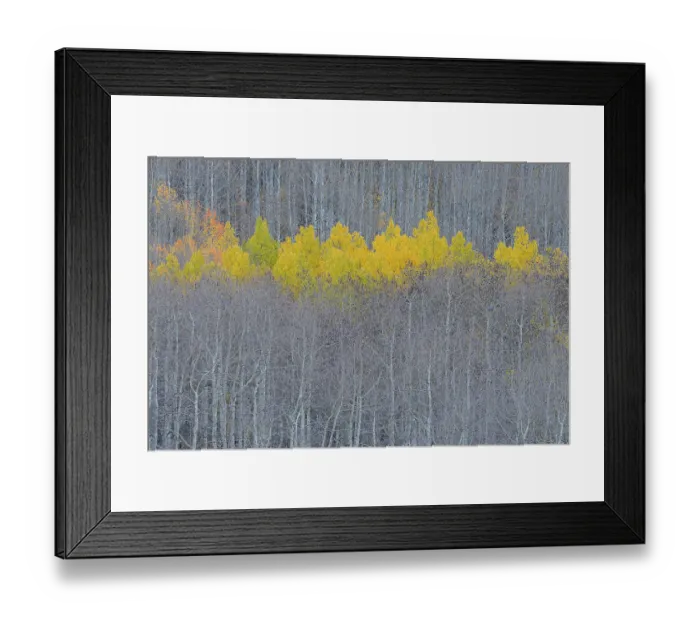 Framed Print : USA, Colorado, Gunnison National Forest. Aspen trees with yellow tops in autumn. ©Don Grall  /  Jaynes Gallery  /  DanitaDelimont.com
