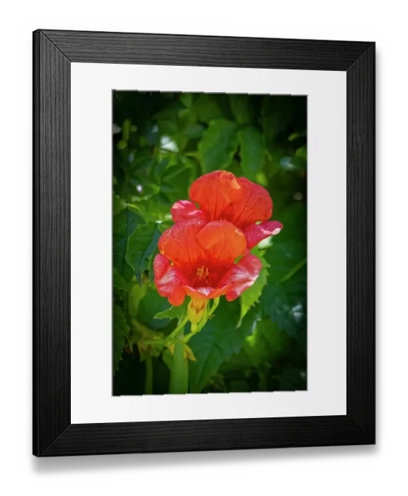 Framed Print : USA, Colorado, Fort Collins. Trumpet flower close-up. Credit as Fred Lord  /  Jaynes Gallery  /  DanitaDelimont.com