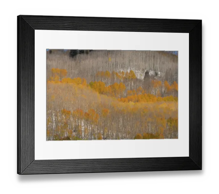 Framed Print : USA, Colorado, Gunnison National Forest. Aspen forest in autumn. ©Don Grall  /  Jaynes Gallery  /  DanitaDelimont.com