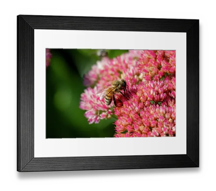 Framed Print : USA, Colorado, Fort Collins. Honey bee on yarrow flowers. Credit as Fred Lord  /  Jaynes Gallery  /  DanitaDelimont.com