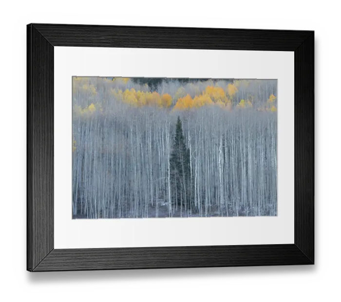Framed Print : USA, Colorado, Gunnison National Forest. Aspen trees with yellow tops in autumn. ©Don Grall / Jaynes Gallery / DanitaDelimont.com Framed Print : USA, Colorado, Gunnison National Forest. Aspen trees with yellow tops in autumn. ©Don Grall / Jaynes Gallery / DanitaDelimont.com