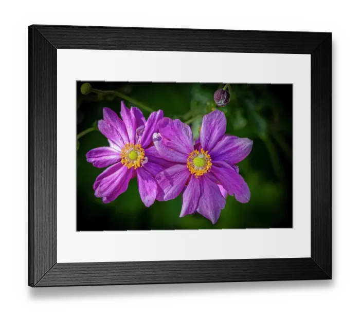 Framed Print : USA, Colorado, Fort Collins. Dahlia flower close-up. Credit as Fred Lord / Jaynes Gallery / DanitaDelimont.com Framed Print : USA, Colorado, Fort Collins. Dahlia flower close-up. Credit as Fred Lord / Jaynes Gallery / DanitaDelimont.com