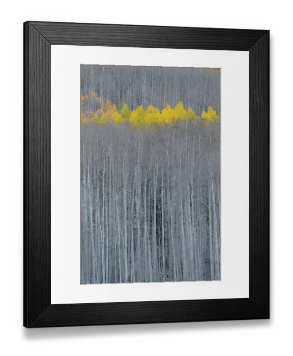 Framed Print : USA, Colorado, Gunnison National Forest. Aspen trees with yellow tops in autumn. ©Don Grall  /  Jaynes Gallery  /  DanitaDelimont.com