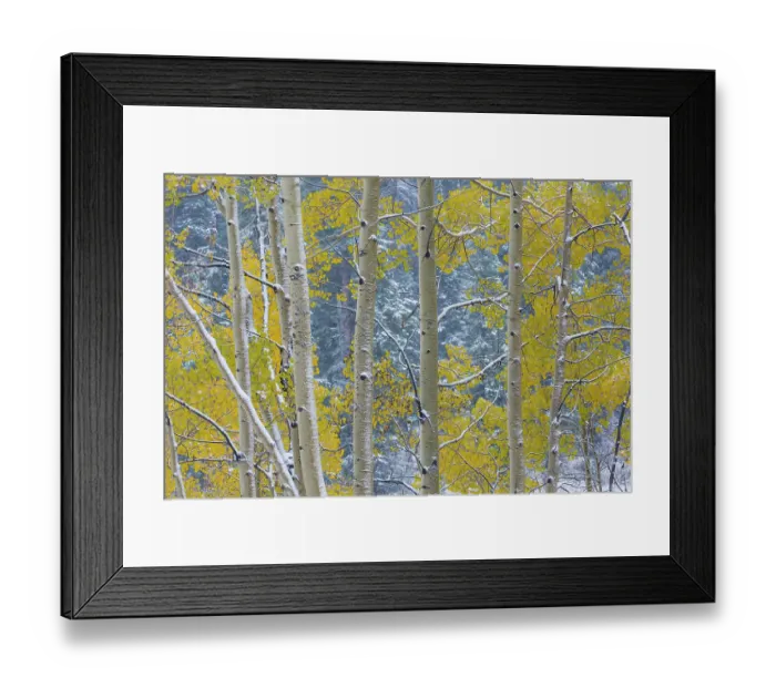 Framed Print : USA, Colorado, Grand Mesa. Aspen trees in winter. ©Don Paulson  /  Jaynes Gallery  /  DanitaDelimont.com