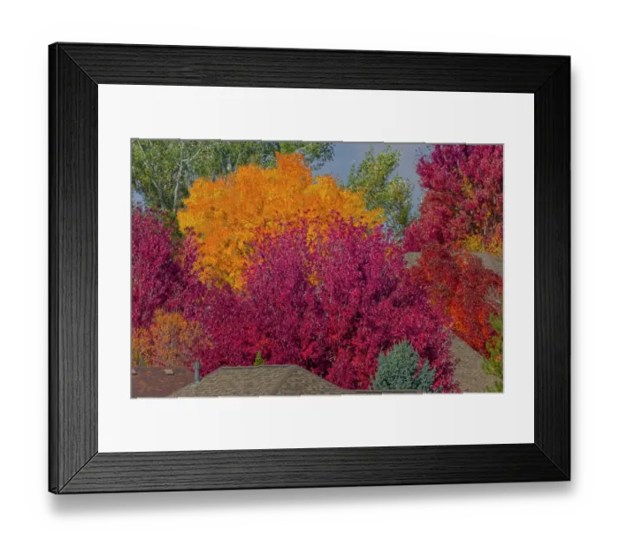 Framed Print : USA, Colorado, Fort Collins. Fall foliage colors. Credit as Fred Lord / Jaynes Gallery / DanitaDelimont.com Framed Print : USA, Colorado, Fort Collins. Fall foliage colors. Credit as Fred Lord / Jaynes Gallery / DanitaDelimont.com