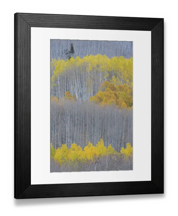 Framed Print : USA, Colorado, Gunnison National Forest. Aspen trees with yellow tops in autumn. ©Don Grall  /  Jaynes Gallery  /  DanitaDelimont.com