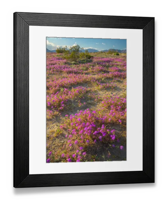 Framed Print : USA, California, Anza Borrego Desert State Park. Blooming verbena flowers. ©Cathy & Gordon Illg  /  Jaynes Gallery  /  DanitaDelimont.com