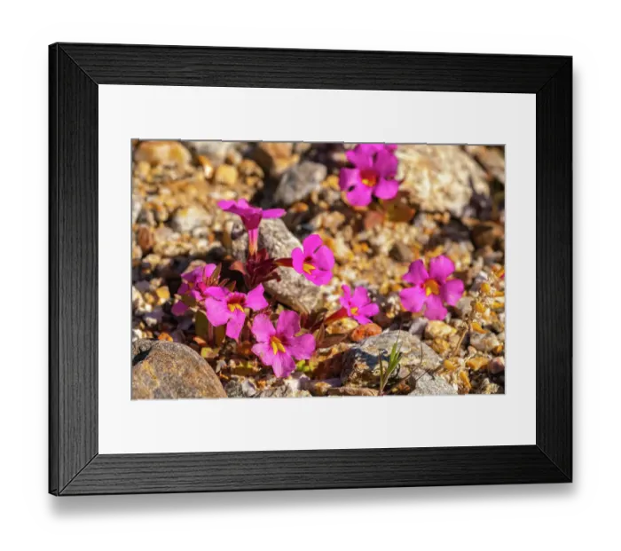 Framed Print : USA, California, Anza Borrego Desert State Park. Bigelow's monkey flower blossoms close-up. ©Cathy & Gordon Illg / Jaynes Gallery / DanitaDelimont.com Framed Print : USA, California, Anza Borrego Desert State Park. Bigelow's monkey flower blossoms close-up. ©Cathy & Gordon Illg / Jaynes Gallery / DanitaDelimont.com