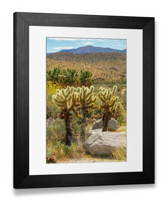 Framed Print : USA, California, Anza Borrego Desert State Park. Cholla cactus and blooming brittlebush. ©Cathy & Gordon Illg / Jaynes Gallery / DanitaDelimont.com Framed Print : USA, California, Anza Borrego Desert State Park. Cholla cactus and blooming brittlebush. ©Cathy & Gordon Illg / Jaynes Gallery / DanitaDelimont.com