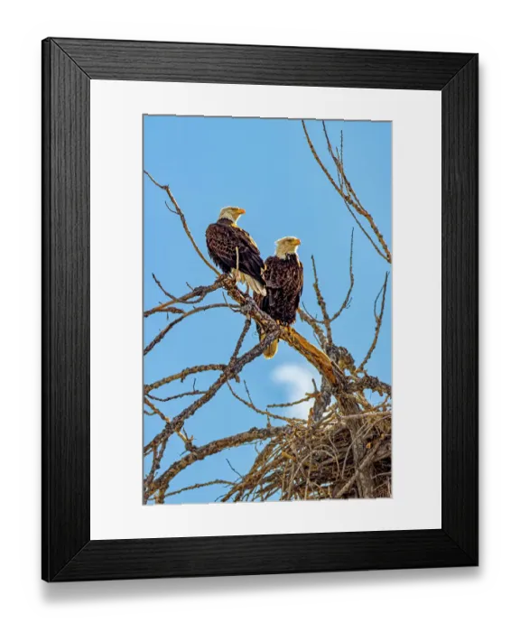 Framed Print : USA, Colorado, Fort Collins. American bald eagles and nest. Credit as Fred Lord  /  Jaynes Gallery  /  DanitaDelimont.com