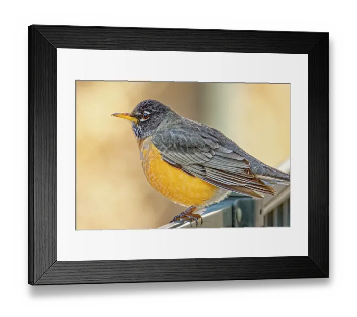 Framed Print : USA, Colorado, Fort Collins. American robin close-up. Credit as Fred Lord / Jaynes Gallery / DanitaDelimont.com Framed Print : USA, Colorado, Fort Collins. American robin close-up. Credit as Fred Lord / Jaynes Gallery / DanitaDelimont.com