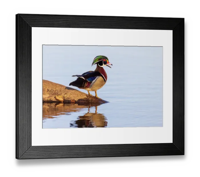Framed Print : Wood duck male in wetland, Marion County, Illinois Framed Print : Wood duck male in wetland, Marion County, Illinois