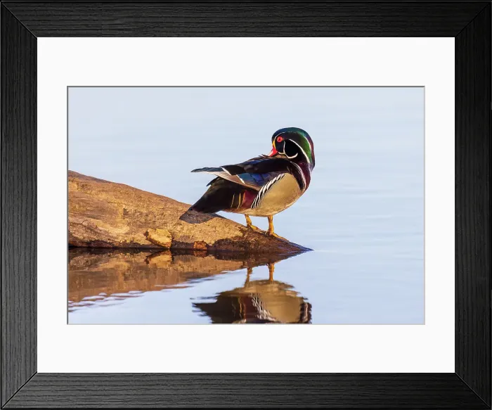Framed Print : Wood duck male preening in wetland, Marion County, Illinois