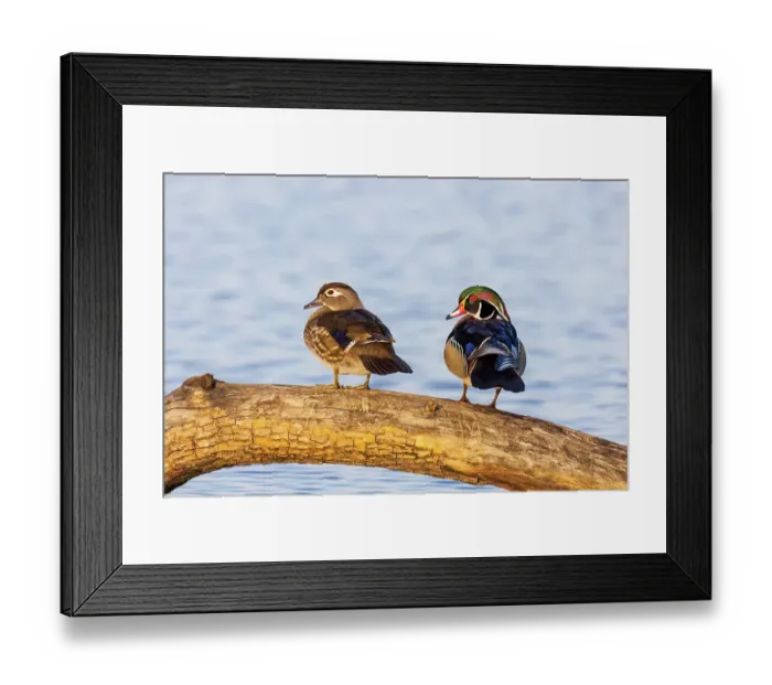 Framed Print : Wood ducks male and female in wetland, Marion County, Illinois Framed Print : Wood ducks male and female in wetland, Marion County, Illinois