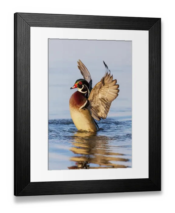 Framed Print : Wood duck male flapping wings in wetland, Marion County, Illinois