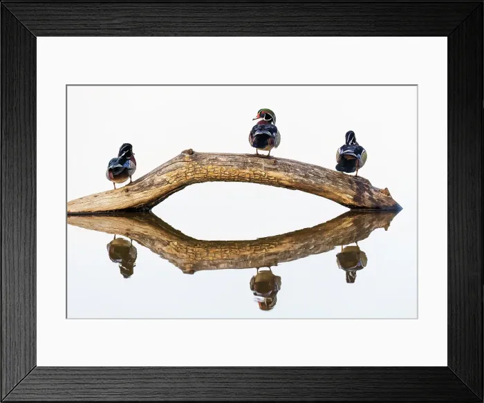 Framed Print : Wood duck males on log in wetland, Marion County, Illinois Framed Print : Wood duck males on log in wetland, Marion County, Illinois