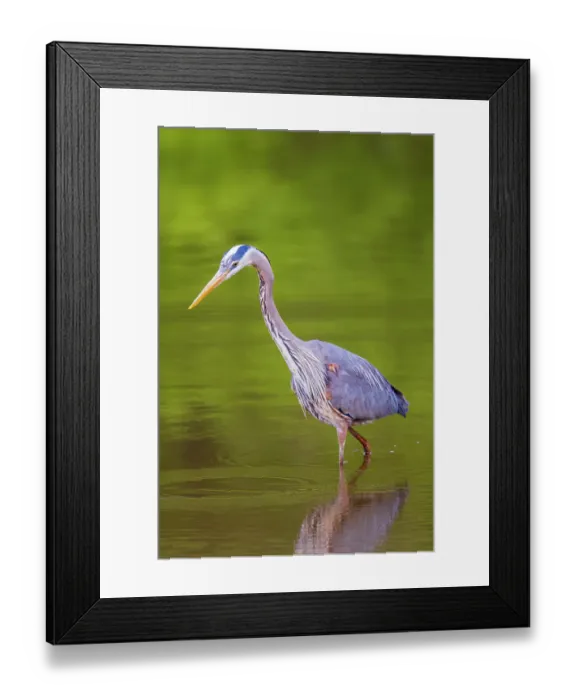Framed Print : Great blue heron hunting crayfish in wetland, Marion County, Illinois